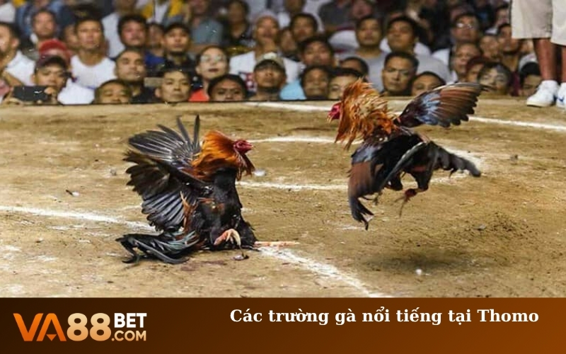 Các trường gà nổi tiếng tại Thomo