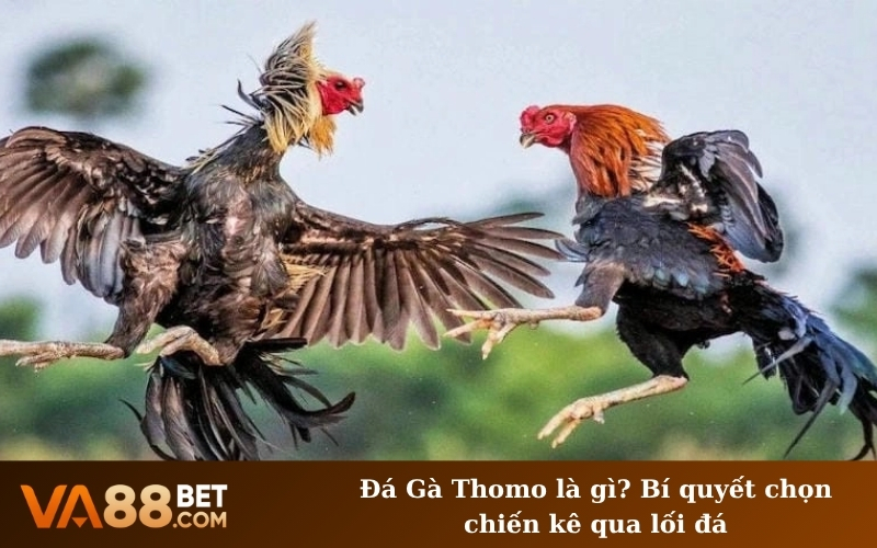 Đá Gà Thomo là gì? Bí quyết chọn chiến kê qua lối đá
