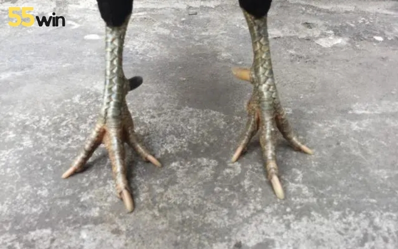 Top 5 loại vảy gà quý hiếm, đá đâu thắng đó