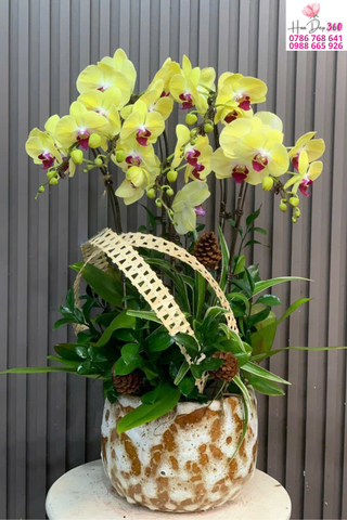 lan hồ điệp vàng