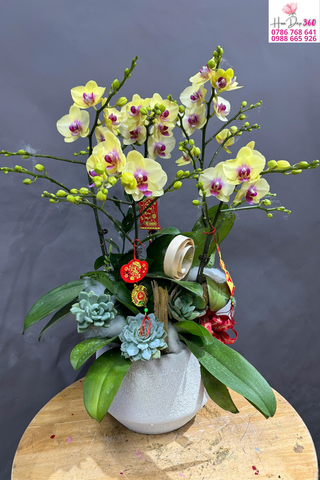 lan hồ điệp vàng