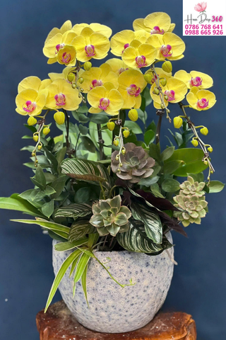 lan hồ điệp vàng