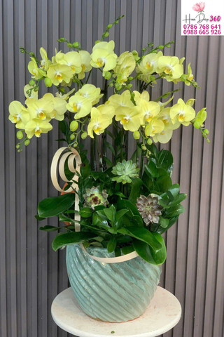 lan hồ điệp vàng